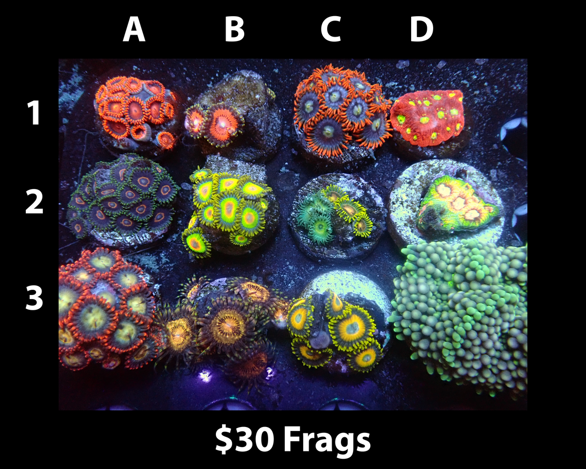 Coral frags in a newly established reef tank