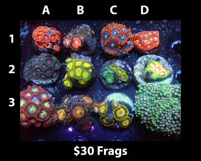 Coral frags in a newly established reef tank