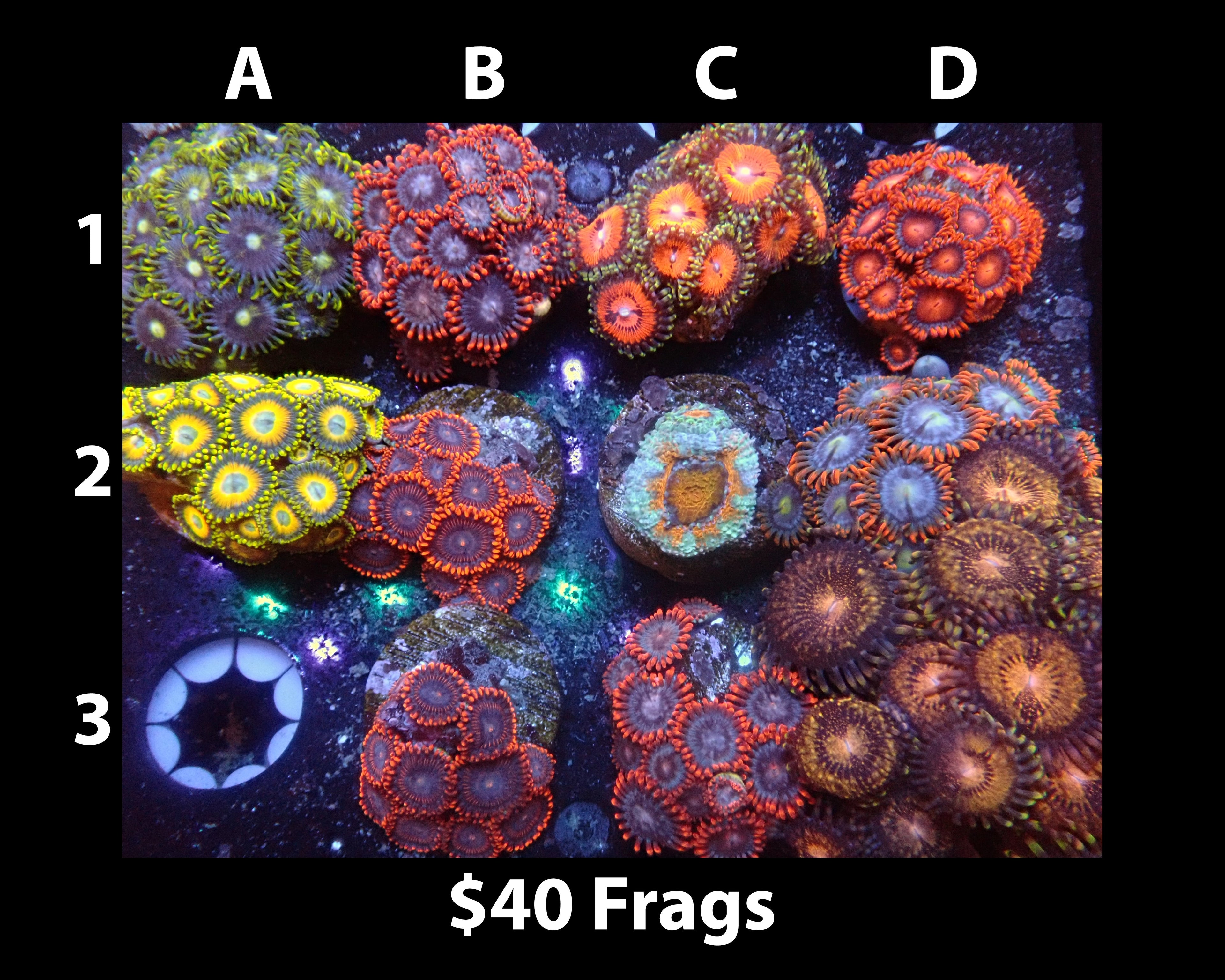Mixed reef corals in a healthy aquarium