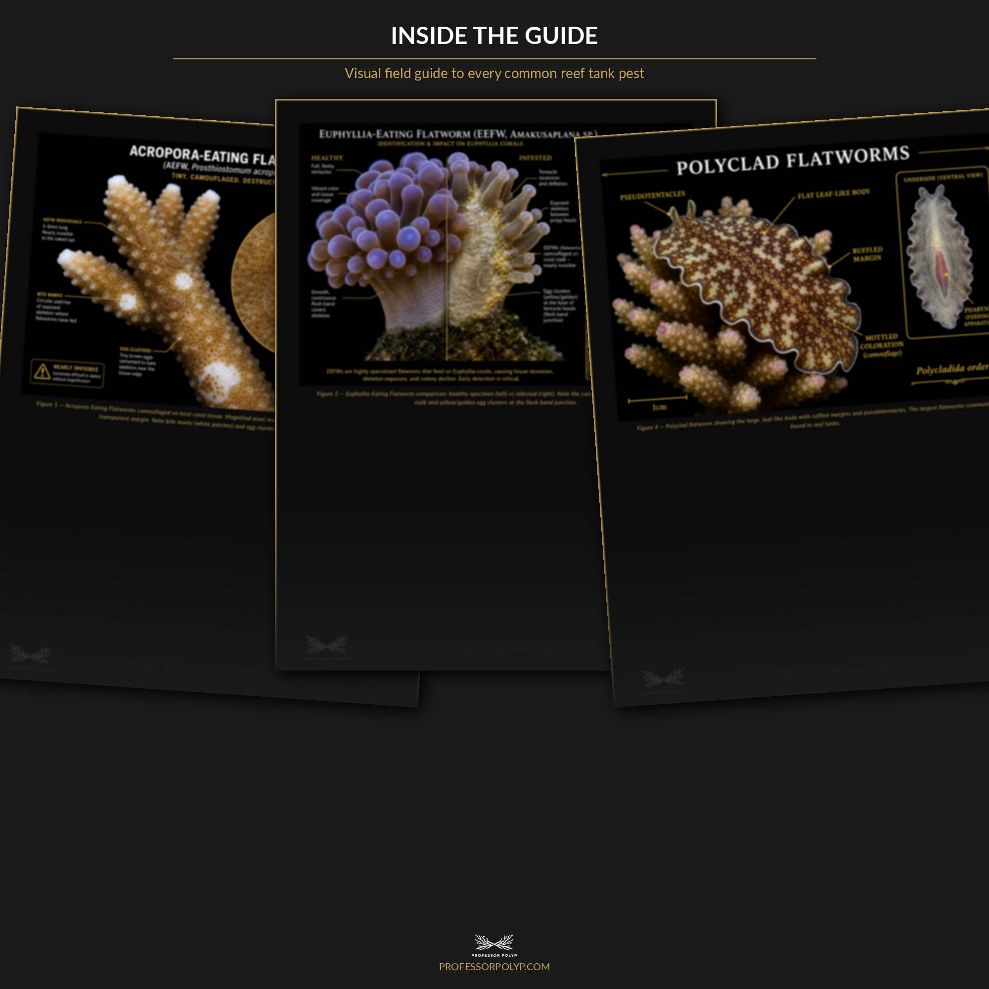 Zoa Pox, or Something Else? Diagnosing a Closed Zoanthid Colony