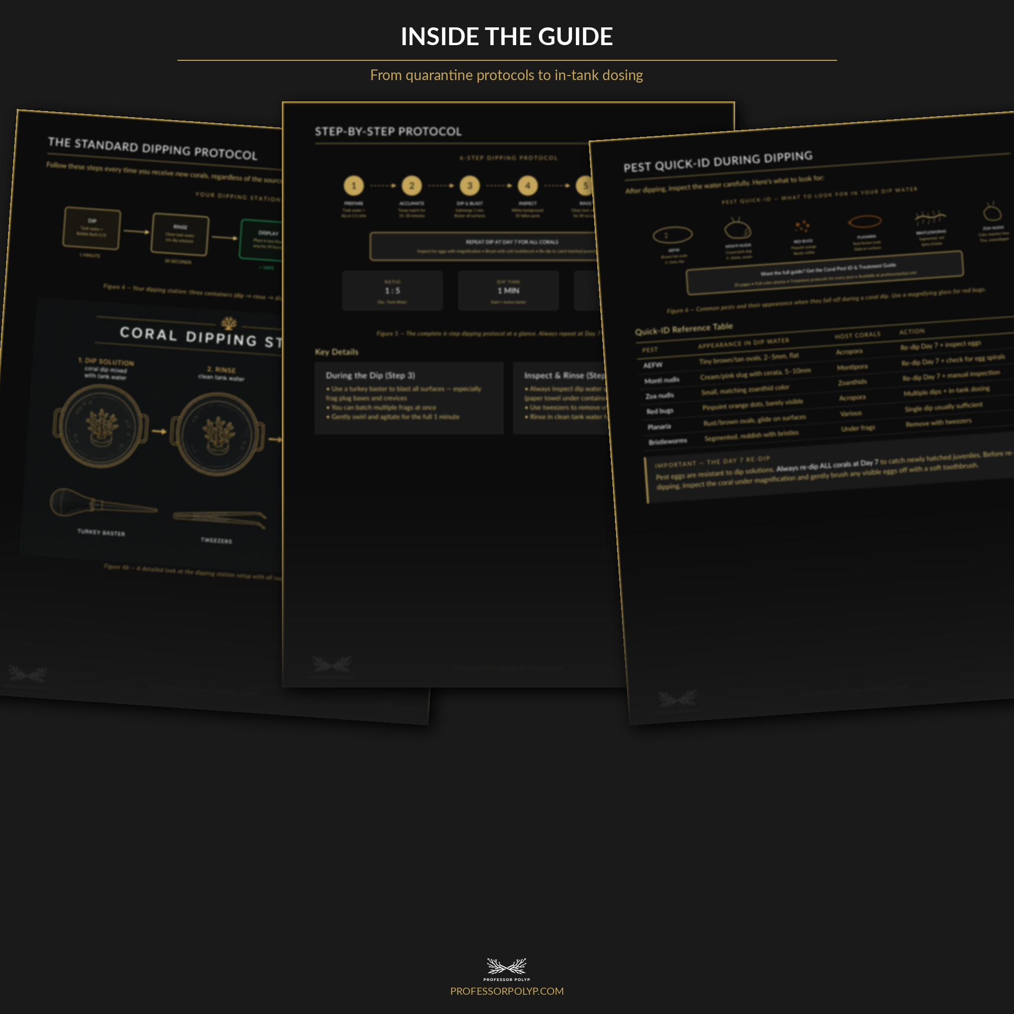 The Complete Coral Dipping Guide — Digital Download